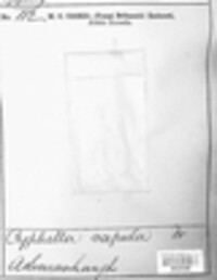 Calyptella capula image